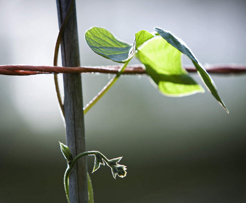 无人,横图,室外,特写,白天,正面,植物,豆,蔬菜,叶子,朦胧,模糊,新鲜,木制,棍子,豆类,豆子,食品,绿叶,食物,木制品,嫩叶,有机食品,绿色食品,豆科,赤花蔓豆,红花菜豆,看花豆,叶,叶片,彩图