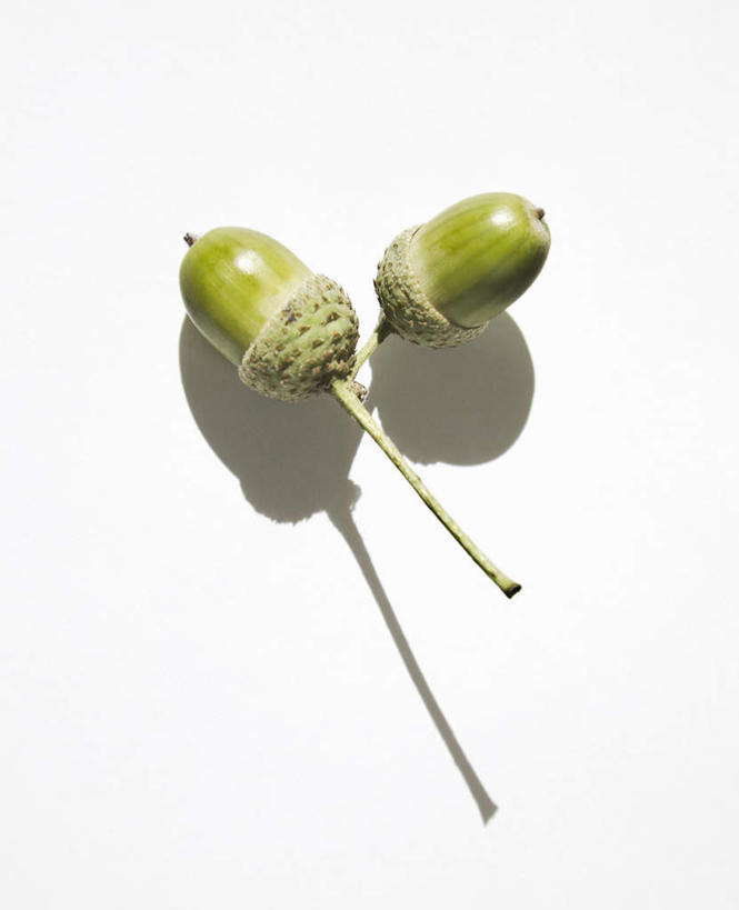 无人,竖图,俯视,室内,特写,白天,白色背景,阴影,反射,影子,坚果,两个,绿色,干果,摄影,影棚,橡果,橡树果,橡栗,橡实,橡树子,橡子,彩图,高角度拍摄,影棚拍摄,拍摄
