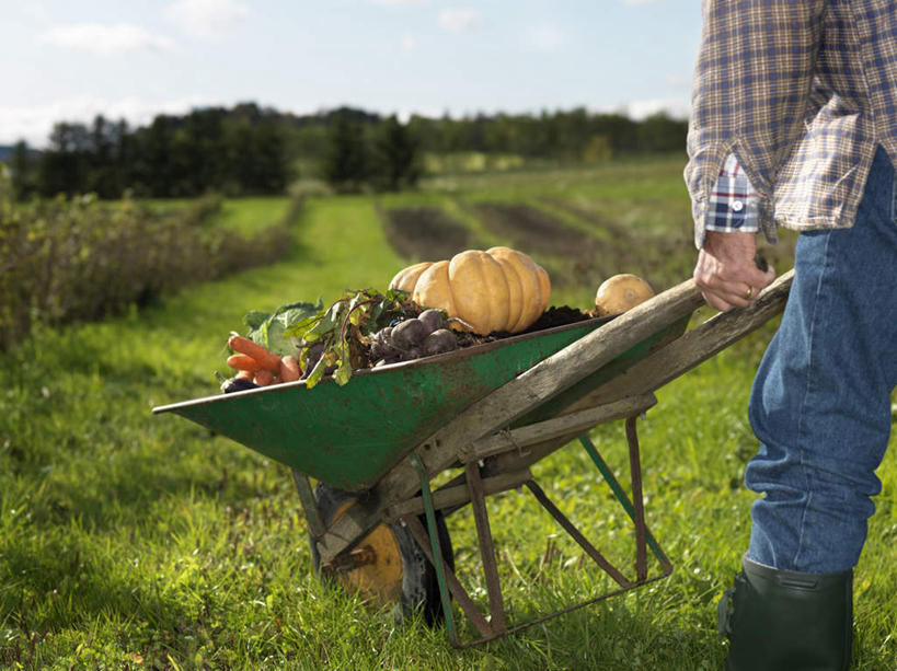 西方人,一个人,站,横图,室外,白天,侧面,草地,草坪,树林,植物,南瓜,蔬菜,欧洲,欧洲人,仅一个男性,仅一个人,握,阴影,服装,裤子,丰富,丰收,新鲜,光线,影子,金瓜,食品,丰盛,拿,拿着,牛仔裤,休闲装,番瓜,车,草,树,树木,食物,衣服,黄色,蓝色,绿色,蓝天,天空,阳光,自然,手推车,交通工具,天,站着,仅一个老年男性,休闲,休闲服,握着,服饰,有机食品,绿色食品,独轮车,生长,晴朗,成长,麦瓜,倭瓜,载具,万里无云,丰登,丰硕,老年男性,男人,男性,白种人,晴空,晴空万里,站立,半身,彩图