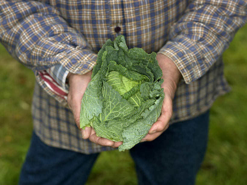 西方人,一个人,站,横图,俯视,室外,白天,草地,草坪,植物,椰菜,卷心菜,欧洲,欧洲人,仅一个男性,仅一个人,握,服装,朦胧,模糊,拿,拿着,注视,休闲装,草,衣服,绿色,观察,看,站着,仅一个老年男性,休闲,休闲服,甘蓝,握着,服饰,观看,察看,关注,老年男性,男人,男性,白种人,结球甘蓝,甘兰,包心菜,站立,半身,彩图,高角度拍摄