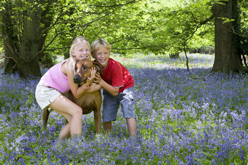 西方人,儿童,两个人,家庭,站,笑,摸,微笑,露齿笑,横图,室外,白天,正面,爱情,纯洁,草地,草坪,花海,花圃,植物,风信子,宠物,狗,叶子,欧洲,欧洲人,抚摸,弯腰,阴影,服装,盛开,光线,影子,花蕾,注视,休闲装,草,花,花瓣,花朵,花卉,鲜花,树,树木,一只,小孩,衣服,绿色,紫色,阳光,自然,动物,花丛,花束,花田,花苞,花蕊,观察,看,站着,休闲,温暖,温馨,一家人,休闲服,可爱,童年,童趣,服饰,生长,成长,观看,悲伤,喜悦,和睦,察看,风信花,关注,怀念,童真,烂漫,无邪,忠诚,悲哀,弯身,天真,男孩,男人,男性,女孩,女人,女性,白种人,犬,触摸,接触,站立,彩图,全身,融洽,男生,女生