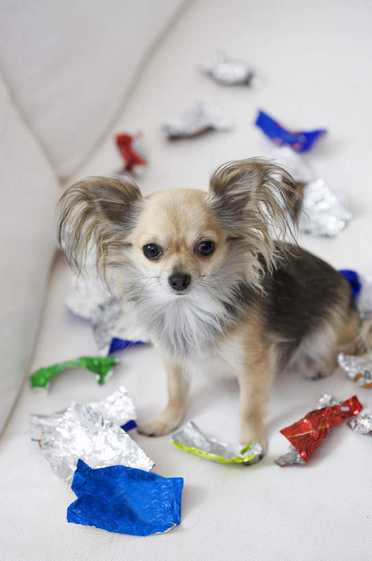 无人,客厅,坐,竖图,俯视,彩色,室内,白天,沙发,宠物,狗,许多,食品,糖,糖果,甜点,甜品,很多,注视,蝶耳犬,蝴蝶犬,食物,一只,动物,甜食,观察,看,可爱,观看,察看,起居室,关注,布艺沙发,硬糖,忠诚,巴比伦犬,客堂,犬,坐着,彩图,高角度拍摄,全身