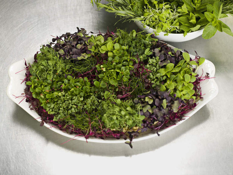 无人,横图,俯视,室内,特写,白天,桌面,桌子,蔬菜,餐具,一堆,许多,堆叠,堆积,新鲜,木制,碟子,盘,食品,很多,食物,两个,白色,盘子,木制品,碟,摄影,有机食品,绿色食品,影棚,堆,豆瓣菜,水蔊菜,水田芥菜,水茼蒿,西洋菜,彩图,高角度拍摄,影棚拍摄,拍摄