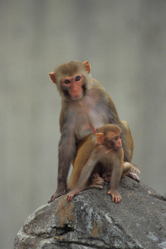 无人,坐,竖图,室外,白天,正面,石头,美景,哺乳动物,猴,野生动物,猴子,朦胧,模糊,石子,景观,注视,自然,动物,观察,看,两只,景色,可爱,活泼,观看,察看,关注,自然风光,猕猴,恒河猴,石块,岩石,坐着,彩图,全身