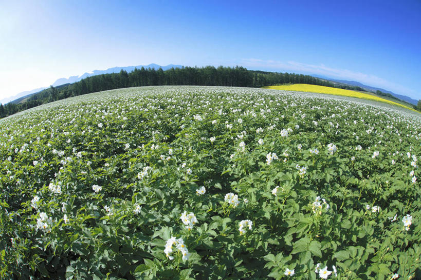 无人,横图,室外,白天,正面,广角镜头,鱼眼镜头,旅游,度假,草地,草坪,花海,花圃,美景,山,山脉,植物,蔬菜,土豆,叶子,阴影,新鲜,盛开,光线,影子,景观,山峰,食品,山峦,花蕾,娱乐,草,花,花瓣,花朵,花卉,鲜花,树,树木,食物,蓝色,绿色,蓝天,天空,阳光,自然,花丛,花束,花田,群山,天,花苞,花蕊,享受,休闲,景色,放松,有机食品,绿色食品,生长,晴朗,成长,自然风光,万里无云,馍馍蛋,晴空,晴空万里,洋芋,山药蛋,马铃薯,彩图,土豆花