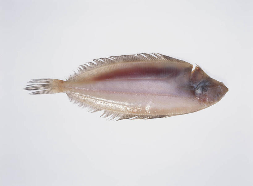 海鲜,无人,横图,俯视,室内,特写,白天,白色背景,比目鱼,一条,鱼,水产,鱼类,海洋生物,摄影,影棚,水生动物,海产品,水生物,海底动物,鲽鱼,彩图,高角度拍摄,全身,影棚拍摄,拍摄