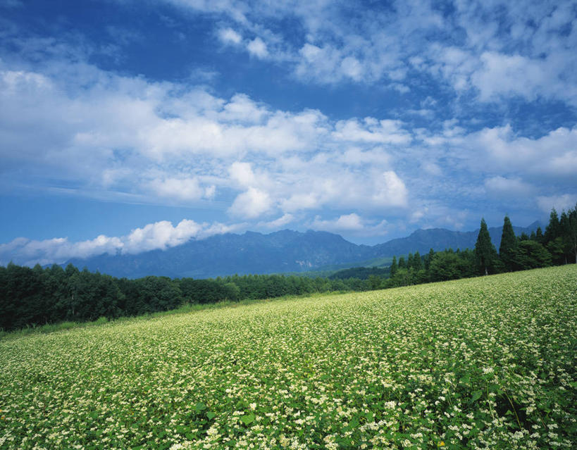 无人,横图,室外,白天,正面,旅游,度假,农作物,草地,草坪,花海,花圃,美景,山,山脉,植物,叶子,长野县,日本,亚洲,阴影,盛开,光线,影子,景观,山峰,云,云朵,谷物,山峦,荞麦,花蕾,云彩,娱乐,草,花,花瓣,花朵,花卉,鲜花,树,树木,蓝色,绿色,白云,蓝天,天空,阳光,自然,花丛,花束,花田,群山,天,花苞,花蕊,享受,休闲,景色,放松,生长,荞麦花,晴朗,成长,自然风光,东亚,本州,本州岛,日本国,中部地方,长野,冈谷,晴空,彩图