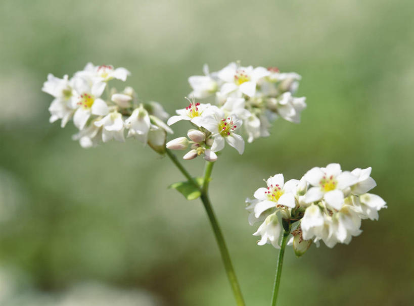 无人,横图,室外,特写,白天,正面,农作物,美景,朦胧,模糊,盛开,景观,谷物,荞麦,花蕾,花,花瓣,花朵,鲜花,白色,自然,花苞,花蕊,景色,荞麦花,自然风光,彩图