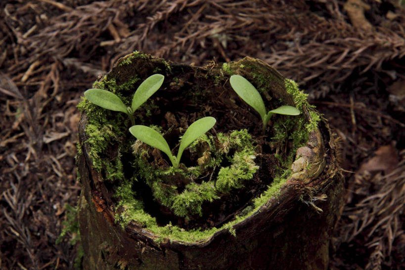 无人,横图,俯视,室外,特写,白天,美景,植物,叶子,生气,景观,青苔,绿叶,苔藓,幼苗,绿色,自然,嫩芽,嫩叶,景色,活力,朝气,生长,成长,生机,希望,自然风光,新苗,三株,叶,叶片,彩图,高角度拍摄