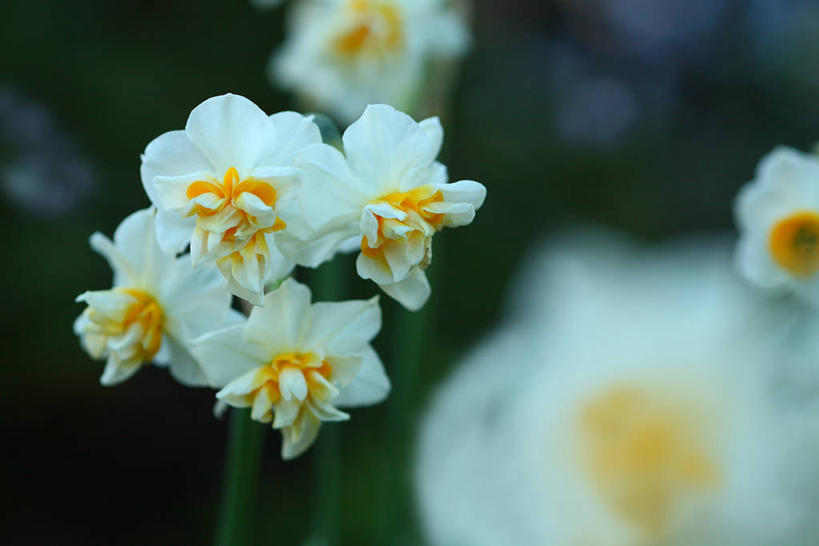 无人,横图,室外,特写,白天,正面,爱情,陶醉,花海,花圃,美景,植物,水仙花,叶子,许多,阴影,朦胧,模糊,盛开,光线,影子,景观,很多,花蕾,花,花瓣,花朵,花卉,鲜花,黄色,绿色,白色,阳光,自然,花丛,花束,花田,花苞,花蕊,景色,自然风光,记忆,金盏银台,玉玲珑,女史花,雅蒜,天蒜,敬意,自恋,黄水仙,喇叭水仙,凌波仙子,水仙,天葱,彩图