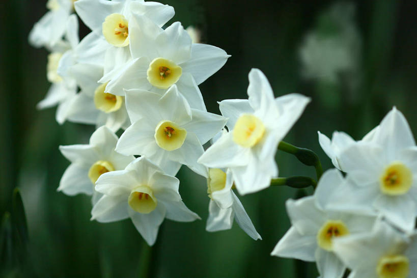 无人,横图,室外,特写,白天,正面,爱情,陶醉,花海,花圃,美景,植物,水仙花,叶子,阴影,朦胧,模糊,盛开,光线,影子,景观,花蕾,花,花瓣,花朵,花卉,鲜花,黄色,绿色,白色,阳光,自然,花丛,花束,花田,花苞,花蕊,景色,自然风光,记忆,金盏银台,玉玲珑,女史花,雅蒜,天蒜,敬意,自恋,黄水仙,喇叭水仙,凌波仙子,水仙,天葱,彩图