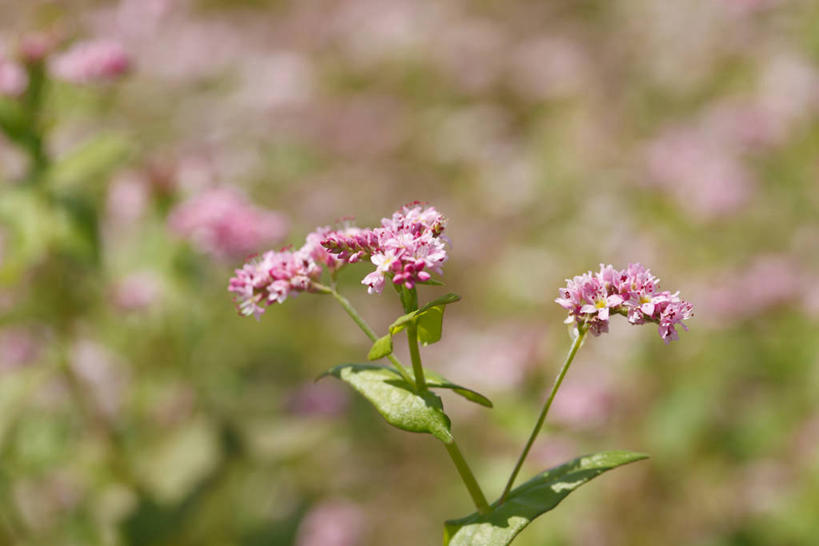 无人,横图,室外,特写,白天,正面,农作物,花海,花圃,美景,植物,叶子,阴影,朦胧,模糊,盛开,光线,影子,景观,谷物,荞麦,花蕾,花,花瓣,花朵,花卉,鲜花,粉色,绿色,阳光,自然,花丛,花束,花田,花苞,花蕊,景色,荞麦花,自然风光,彩图