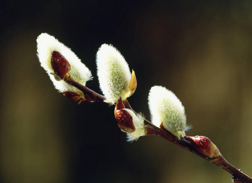 无人,横图,室外,特写,白天,正面,自由,美景,阴影,朦胧,模糊,光线,影子,景观,猫柳,枝条,树枝,阳光,自然,景色,生命,自然风光,银芽柳,棉花柳,银柳,虬枝,枝杈,彩图