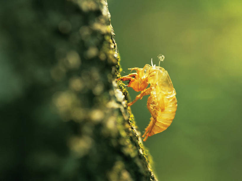 无人,横图,室外,特写,白天,侧面,美景,蝉,阴影,朦胧,模糊,光线,昆虫,影子,景观,树桩,树,树干,一只,阳光,自然,动物,木桩,景色,自然风光,脱皮,害虫,蚱蝉,知了,彩图,全身