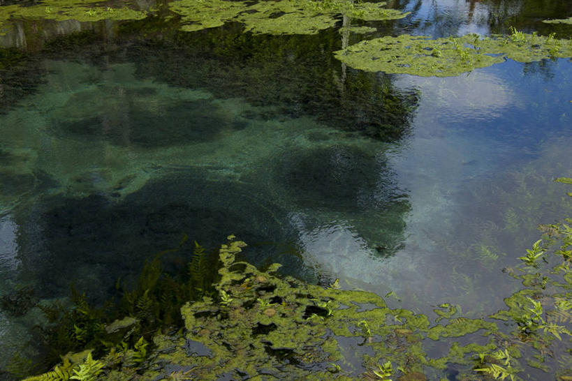 无人,横图,俯视,室外,特写,白天,美景,叶子,印度尼西亚,印尼,亚洲,阴影,光线,影子,池塘,景观,水池,绿叶,阳光,自然,嫩叶,景色,巴厘岛,东南亚,自然风光,印度尼西亚共和国,巴厘省,叶,叶片,彩图,高角度拍摄