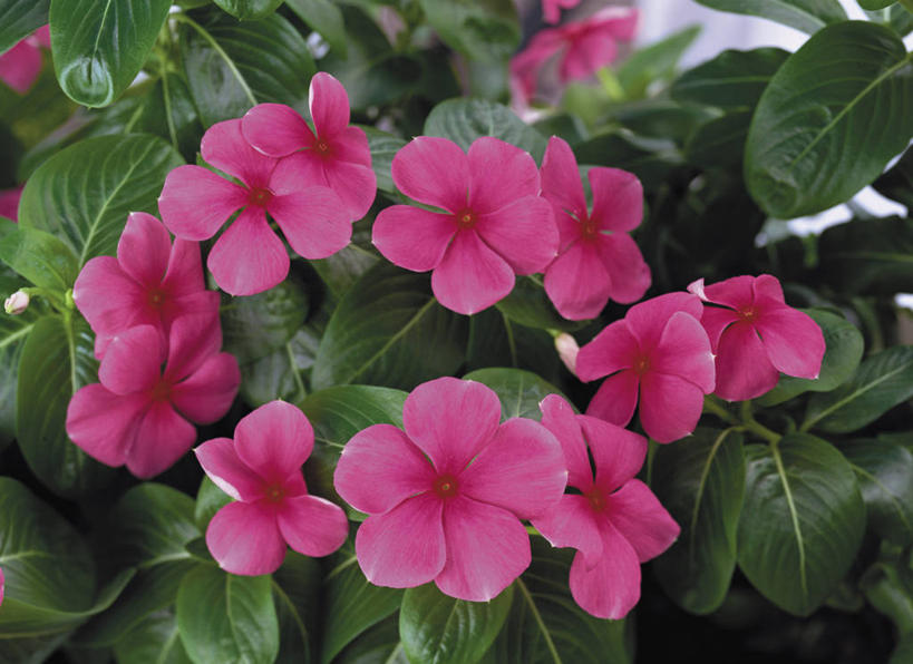 无人,横图,室外,特写,白天,正面,幸福,美景,植物,月季花,叶子,阴影,盛开,光线,纹理,影子,景观,绿叶,花蕾,花,花瓣,花朵,鲜花,粉色,绿色,阳光,自然,花苞,花蕊,嫩叶,景色,希望,自然风光,肌理,美艳,光荣,叶,叶片,叶脉,月月红,月季,长春花,彩图