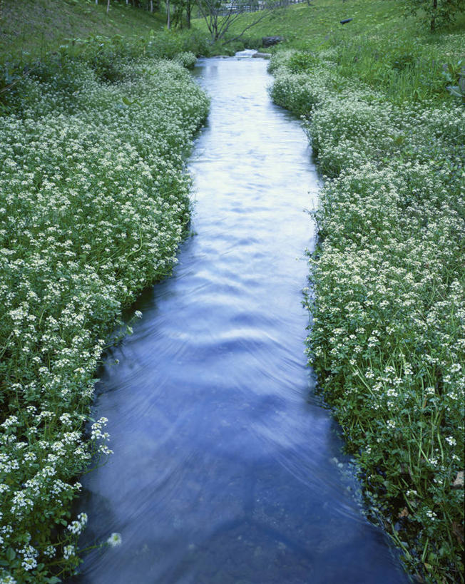 无人,农田,竖图,俯视,室外,白天,庄稼,农作物,河流,美景,水,蔬菜,北海道,日本,亚洲,阴影,新鲜,光线,影子,河水,景观,水流,食品,食物,阳光,自然,景色,有机食品,绿色食品,自然风光,东亚,豆瓣菜,日本国,北海道地方,北海道岛,水蔊菜,水田芥菜,水茼蒿,西洋菜,彩图,高角度拍摄,耕地,庄稼田,水芥菜,水田芥,水田芹