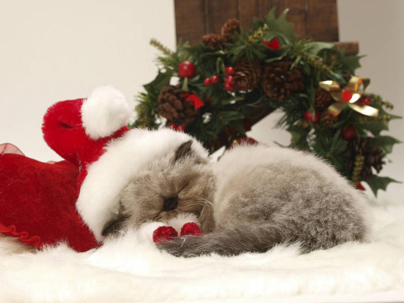 无人,躺,闭眼,睡,横图,室内,白天,正面,地毯,宠物,猫,帽子,装饰,编织,花环,手工艺品,织物,一只,红色,动物,工艺品,圣诞帽,可爱,华丽,修饰,圣诞花环,点缀,猫咪,喜马拉雅猫,衬托,美观,雅致,雅观,一顶,棉帽,圣诞圈,卧着,闭眼睛,闭着眼,闭着眼睛,困,困觉,寝息,睡觉,躺着,卧,彩图,全身