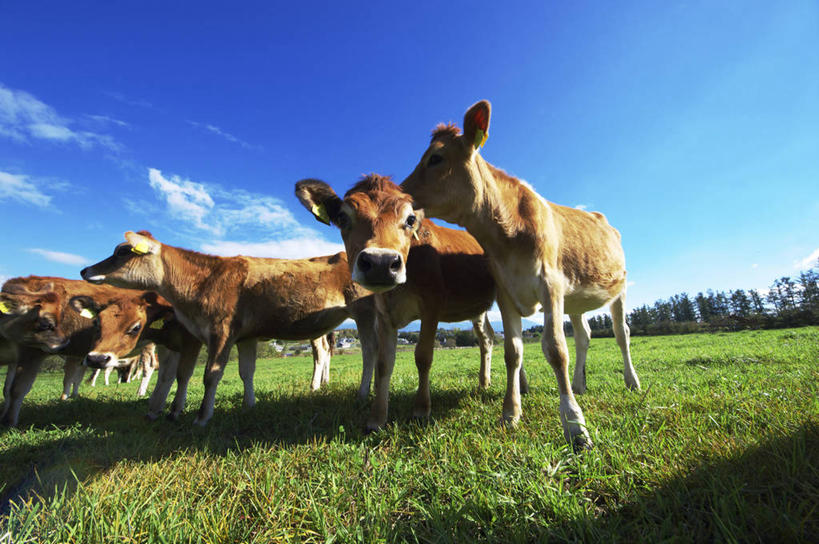 无人,站,横图,室外,白天,仰视,草地,草坪,美景,树林,植物,牛,美国,四只,阴影,花纹,光线,影子,景观,云,云朵,乳牛,云彩,注视,草,树,树木,蓝色,绿色,白云,蓝天,天空,阳光,自然,动物,天,低头,观察,看,站着,家畜,景色,牲畜,生长,晴朗,成长,观看,察看,北美,北美洲,关注,自然风光,斑纹,美洲,新泽西,北亚美利加洲,亚美利加洲,垂头,新泽西州,新州,花园之州,花园州,娟姗牛,泽西牛,晴空,奶牛,站立,半身,彩图,低角度拍摄,美利坚合众国