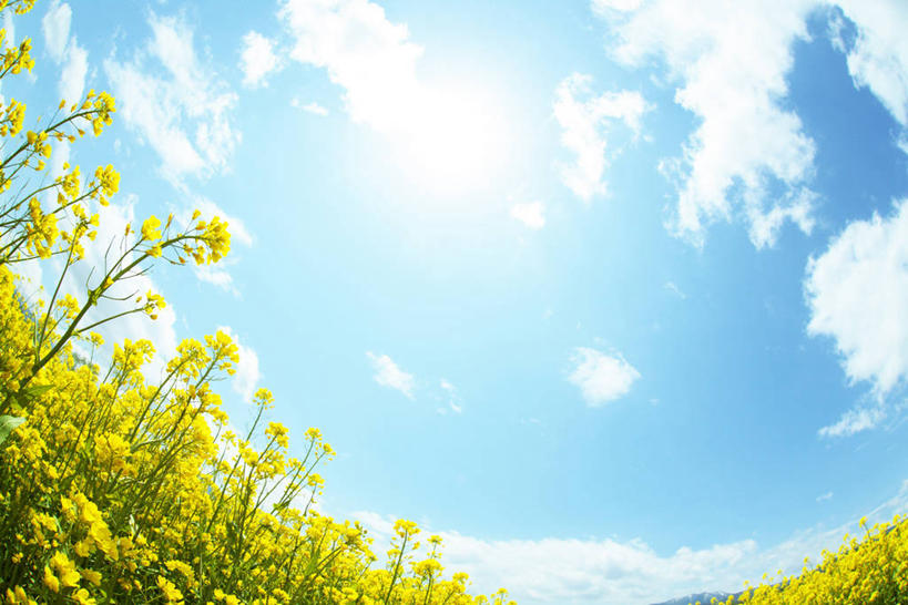 无人,农田,横图,室外,白天,广角镜头,鱼眼镜头,仰视,旅游,度假,庄稼,农作物,花海,花圃,美景,植物,叶子,长野县,日本,亚洲,阴影,盛开,光线,影子,景观,云,云朵,花蕾,云彩,娱乐,花,花瓣,花朵,花卉,鲜花,蓝色,绿色,白云,蓝天,天空,阳光,自然,花丛,花束,花田,天,花苞,花蕊,油菜花,享受,休闲,景色,放松,晴朗,自然风光,东亚,本州,本州岛,日本国,中部地方,长野,晴空,彩图,低角度拍摄,耕地,庄稼田,油菜花田,饭山市,芸苔,芸薹