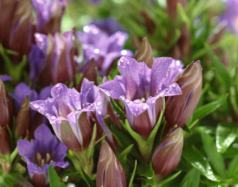 无人,横图,室外,特写,白天,正面,美景,叶子,阴影,朦胧,模糊,盛开,光线,影子,景观,绿叶,花蕾,花,花瓣,花朵,鲜花,阳光,自然,花苞,花蕊,嫩叶,景色,龙胆,龙胆花,自然风光,叶,叶片,彩图,地胆头,苦地胆,三花龙胆