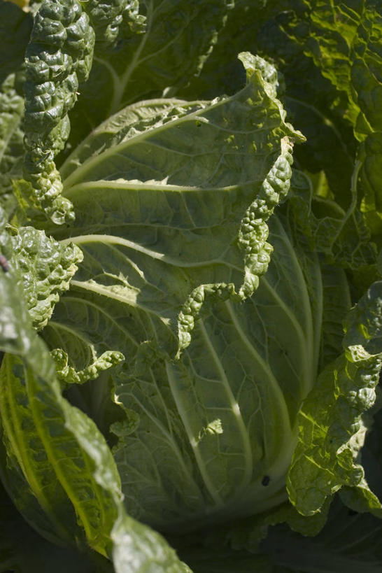 无人,竖图,俯视,室外,特写,白天,美景,蔬菜,阴影,朦胧,模糊,新鲜,光线,影子,景观,大白菜,食品,白菜,食物,阳光,自然,景色,有机食品,绿色食品,自然风光,结球白菜,胶菜,彩图,高角度拍摄,黄芽白