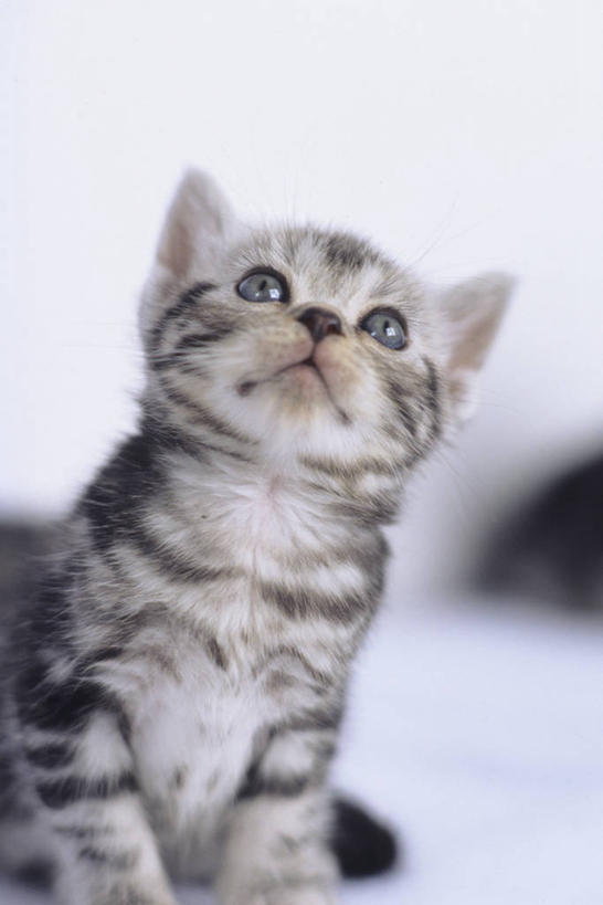 无人,坐,竖图,室内,特写,白天,正面,宠物,虎斑猫,猫,阴影,朦胧,模糊,反射,影子,注视,一只,动物,观察,看,可爱,观看,察看,关注,猫咪,抬头,仰头,坐着,半身,彩图