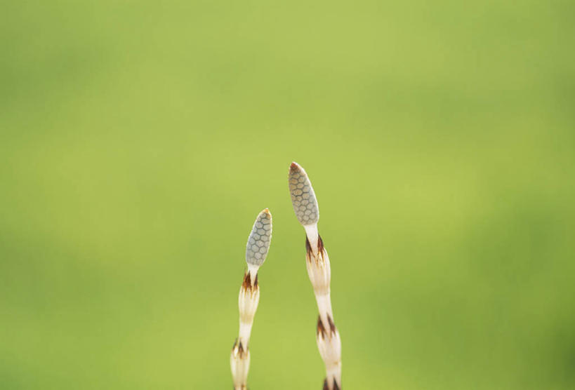 无人,横图,室外,特写,白天,正面,美景,阴影,朦胧,模糊,光线,影子,景观,阳光,自然,景色,马尾,自然风光,问荆,接续草,公母草,搂接草,空心草,马蜂草,猪鬃草,黄蚂草,节节草,接骨草,彩图,木贼,马尾植物