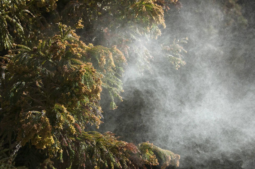 无人,横图,室外,白天,正面,美景,树林,植物,雾,松树,阴影,朦胧,模糊,光线,影子,景观,树,树木,绿色,阳光,自然,景色,生长,成长,迷雾,自然风光,杉树,坚定,花粉,长寿,贞洁,柳杉,大雾,彩图,孔雀松,木沙椤树,日本柳杉