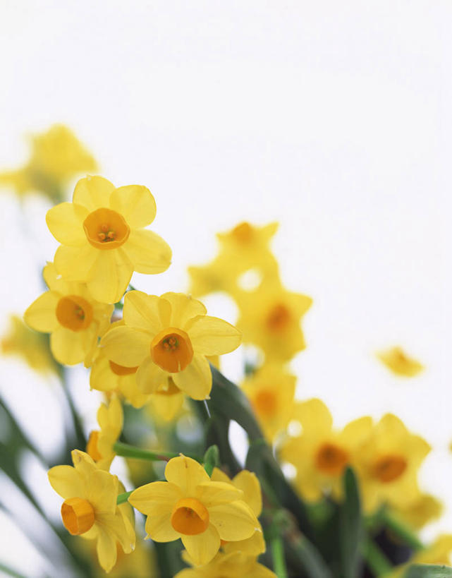 无人,竖图,室内,特写,白天,白色背景,正面,爱情,陶醉,水仙花,许多,阴影,朦胧,模糊,盛开,反射,影子,很多,花蕾,花,花瓣,花朵,鲜花,黄色,花苞,花蕊,摄影,影棚,记忆,金盏银台,玉玲珑,女史花,雅蒜,天蒜,敬意,自恋,黄水仙,喇叭水仙,凌波仙子,水仙,天葱,彩图,影棚拍摄,拍摄