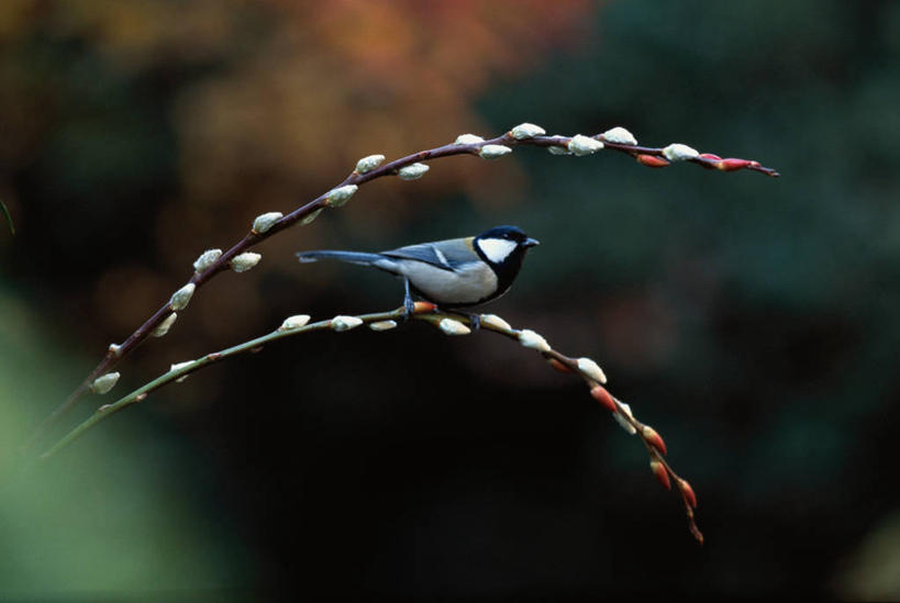 无人,站,横图,室外,特写,白天,侧面,自由,美景,鸟,阴影,朦胧,模糊,光线,鸟类,山雀,影子,景观,猫柳,注视,一只,阳光,自然,观察,看,站着,景色,观看,察看,生命,关注,自然风光,银芽柳,棉花柳,银柳,白脸山雀,大山雀,站立,彩图,全身