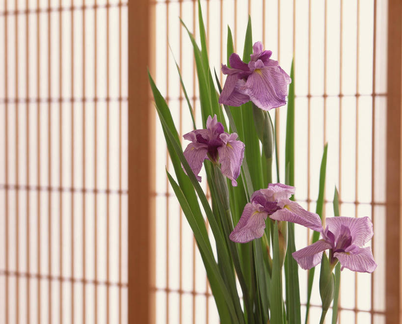 无人,横图,室内,特写,白天,正面,爱情,友谊,植物,门,叶子,四朵,拉门,阴影,盛开,反射,纹理,影子,鸢尾花,绿叶,花蕾,移门,花,花瓣,花朵,鲜花,绿色,紫色,花苞,花蕊,嫩叶,鸢尾,肌理,紫蝴蝶,蓝蝴蝶,扁竹花,障子,纸门,日本鸢尾,叶,叶片,叶脉,彩图,爱丽丝,爱丽丝花