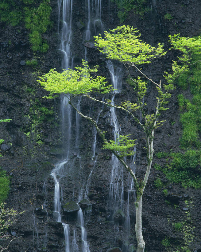 无人,竖图,室外,白天,正面,旅游,度假,美景,瀑布,山,山脉,树林,水,植物,长野县,日本,亚洲,阴影,飞溅,溅,光线,液体,影子,景观,山峰,水滴,山峦,娱乐,水珠,树,树木,绿色,阳光,自然,群山,享受,休闲,景色,放松,生长,成长,喷洒,自然风光,东亚,本州,本州岛,日本国,中部地方,长野,轻井泽,轻井泽町,白丝瀑布,跌水,彩图,北佐久郡