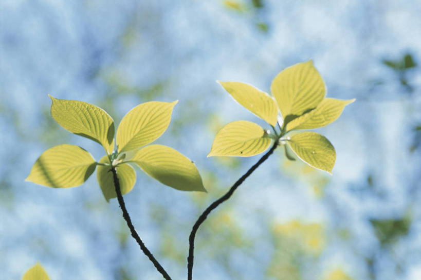 无人,横图,室外,特写,白天,正面,美景,植物,叶子,朦胧,模糊,景观,绿叶,枝条,树,树木,树枝,绿色,自然,嫩叶,景色,生长,成长,自然风光,山茱萸,山萸肉,山芋肉,蜀酸枣,天木籽,药枣,萸肉,枣皮,虬枝,枝杈,叶,叶片,彩图