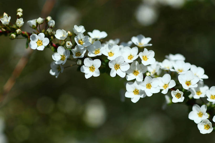 无人,横图,室外,特写,白天,正面,美景,绣线菊,阴影,朦胧,模糊,盛开,光线,影子,景观,枝条,花蕾,花,花瓣,花朵,鲜花,树枝,白色,阳光,自然,花苞,花蕊,祈福,景色,自然风光,努力,虬枝,枝杈,蚂蝗梢,彩图