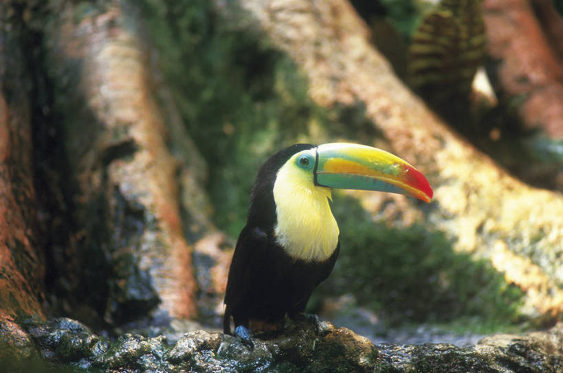 无人,站,横图,室外,白天,正面,美景,森林,树林,植物,鸟,野生动物,阴影,朦胧,模糊,光线,鸟类,影子,景观,树桩,扭头,注视,树,树干,树木,一只,绿色,阳光,自然,动物,观察,看,站着,转头,木桩,景色,生长,成长,观看,察看,关注,自然风光,巨嘴鸟,鵎鵼,站立,彩图,全身