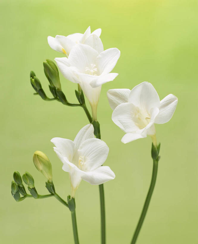 无人,竖图,室内,特写,白天,正面,纯洁,三朵,绿色背景,盛开,小苍兰,花蕾,花,花瓣,花朵,鲜花,白色,花苞,花蕊,摄影,影棚,清香,浓情,麦兰,小菖兰,雪兰,洋晚香玉,彩图,影棚拍摄,拍摄