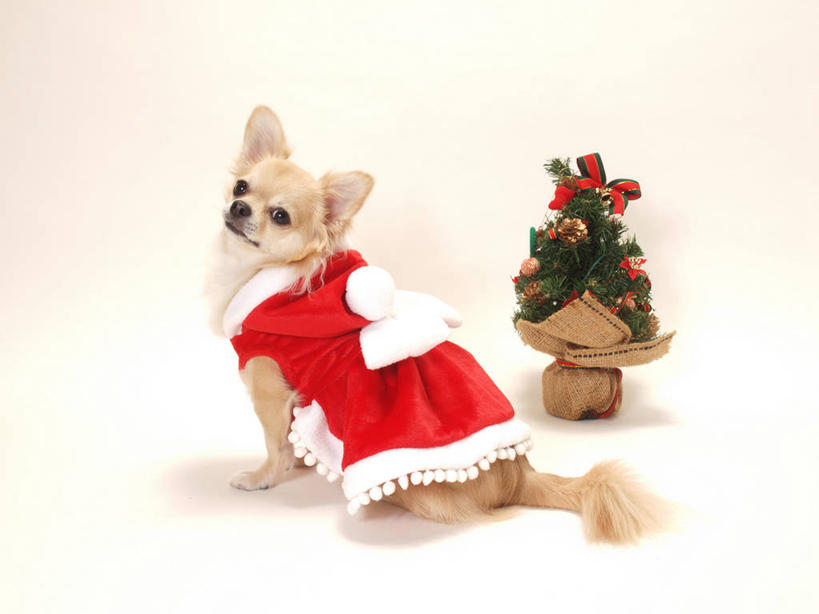 无人,坐,横图,室内,白天,白色背景,侧面,植物,宠物,狗,圣诞节,服装,节日,庆祝,装饰,挂饰,圣诞树,圣诞球,吉娃娃,扭头,注视,文化,球,树,树木,一只,红色,绿色,自然,动物,观察,看,转头,庆典,球体,可爱,摄影,服饰,影棚,生长,成长,观看,纪念,华丽,修饰,点缀,察看,关注,忠诚,芝娃娃,奇娃娃,吉娃娃犬,齐花花,衬托,美观,雅致,雅观,宠物服,宠物服装,犬,坐着,彩图,全身,影棚拍摄,拍摄