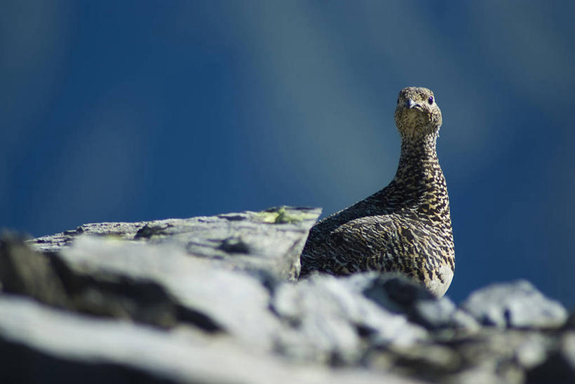 无人,站,横图,室外,白天,仰视,石头,美景,鸟,阴影,朦胧,模糊,光线,鸟类,石子,影子,景观,扭头,注视,一只,阳光,自然,观察,看,站着,转头,景色,观看,察看,关注,自然风光,鹧鸪,鹧鸪鸟,石块,岩石,站立,半身,彩图,低角度拍摄