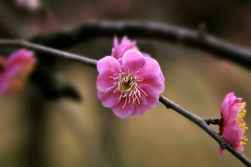 无人,横图,室外,特写,白天,正面,美景,朦胧,模糊,盛开,景观,枝条,花蕾,花,花瓣,花朵,鲜花,树枝,粉色,自然,花苞,花蕊,景色,自然风光,李花,虬枝,枝杈,彩图,玉梅