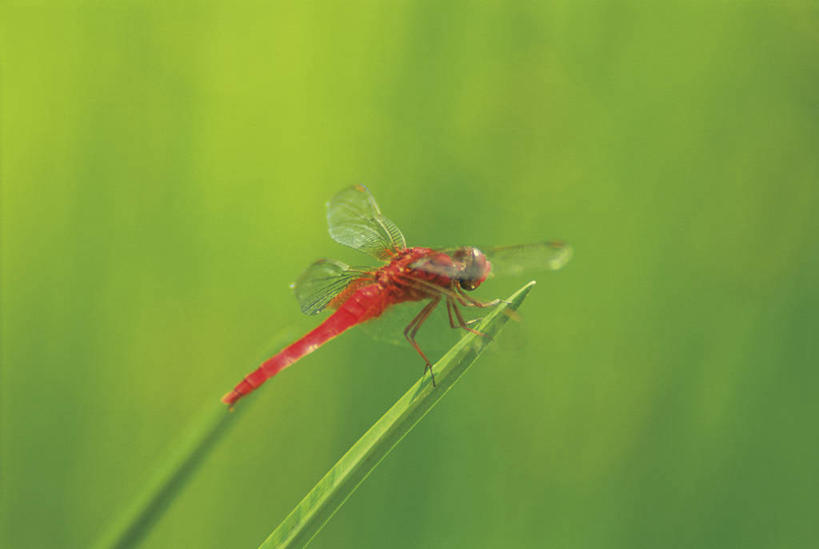 无人,横图,室外,特写,白天,侧面,美景,叶子,伸展,张开,展翅,朦胧,模糊,翅膀,蜻蜓,昆虫,景观,绿叶,停留,一只,红色,自然,动物,嫩叶,景色,红蜻蜓,停止,自然风光,猫猫丁,咪咪洋,蚂螂,河嘻嘻,益虫,张开翅膀,逗留,停顿,展开翅膀,叶,叶片,彩图,全身