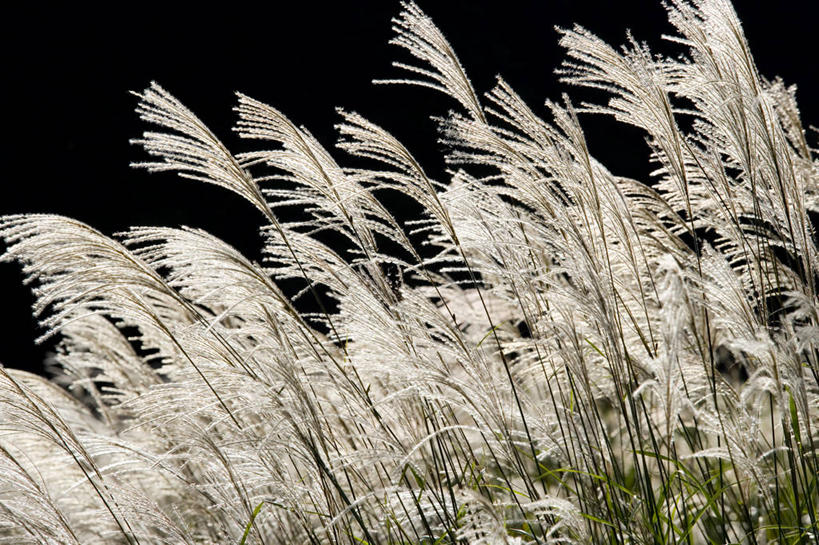 无人,横图,室外,特写,白天,正面,美景,黑色背景,景观,芒草,黄色,自然,景色,自然风光,五节芒,管草,管芒,寒芒,彩图