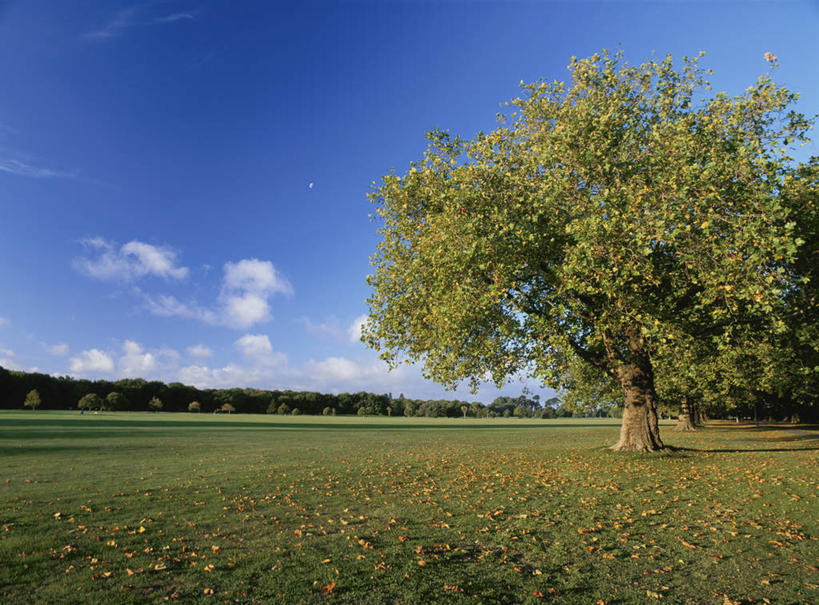 无人,公园,横图,室外,白天,正面,旅游,度假,草地,草坪,美景,植物,城市,新西兰,阴影,光线,影子,景观,云,云朵,云彩,娱乐,草,树,树木,蓝色,绿色,白云,蓝天,天空,阳光,自然,天,享受,休闲,景色,放松,生长,晴朗,成长,自然风光,大洋洲,基督城,纽西兰,长白云之乡,坎特伯雷,新西兰南岛,克赖斯特彻奇,晴空,彩图,坎特伯雷区,哈格利公园