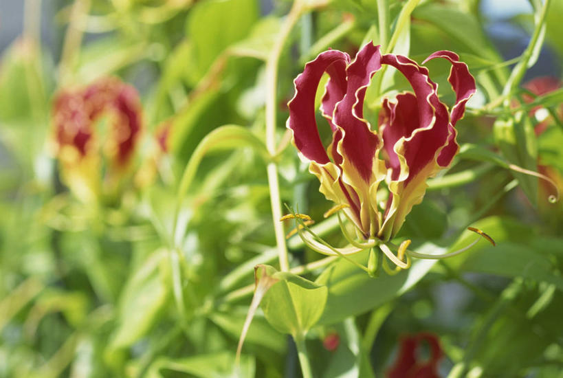 无人,横图,室外,特写,白天,正面,美景,百合花,叶子,阴影,朦胧,模糊,盛开,光线,影子,景观,绿叶,花蕾,花,花瓣,花朵,鲜花,红色,阳光,自然,花苞,花蕊,嫩叶,景色,自然风光,强瞿,百合蒜,倒仙,番韭,山丹,叶,叶片,彩图,火焰百合