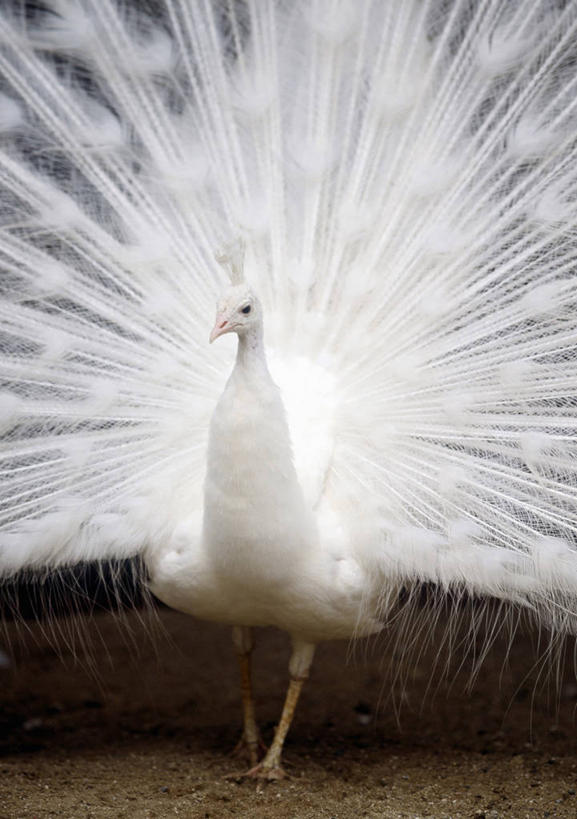 无人,站,竖图,室外,白天,正面,美景,孔雀,鸟,野生动物,鲜艳,鸟类,景观,美丽,注视,漂亮,一只,白色,自然,动物,观察,看,站着,景色,可爱,活泼,观看,保护,吉祥,察看,优美,关注,自然风光,华贵,善良,防御,艳丽,孔雀开屏,越鸟,百鸟之王,示威,斑斓,瑰丽,娇艳,锦绣,奇丽,求偶,站立,半身,彩图