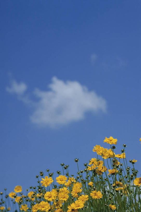 无人,公园,竖图,室外,特写,白天,仰视,花海,花圃,美景,植物,叶子,长野县,日本,亚洲,阴影,盛开,光线,影子,景观,云,云朵,花蕾,云彩,花,花瓣,花朵,花卉,鲜花,黄色,蓝色,绿色,白云,蓝天,天空,阳光,自然,花丛,花束,花田,天,花苞,花蕊,景色,晴朗,自然风光,东亚,本州,本州岛,日本国,中部地方,山梨,山梨县,长野,晴空,彩图,低角度拍摄,国定公园,八岳中信高原国定公园