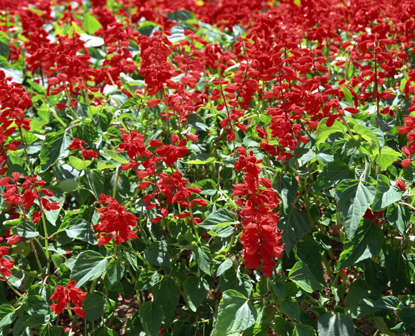 无人,横图,室外,特写,白天,正面,花海,花圃,美景,植物,叶子,阴影,盛开,光线,影子,景观,花蕾,花,花瓣,花朵,花卉,鲜花,红色,绿色,阳光,自然,花丛,花束,花田,花苞,花蕊,景色,恋爱,一串红,自然风光,爆仗红,炮仗红,彩图,炮仔花,墙下红