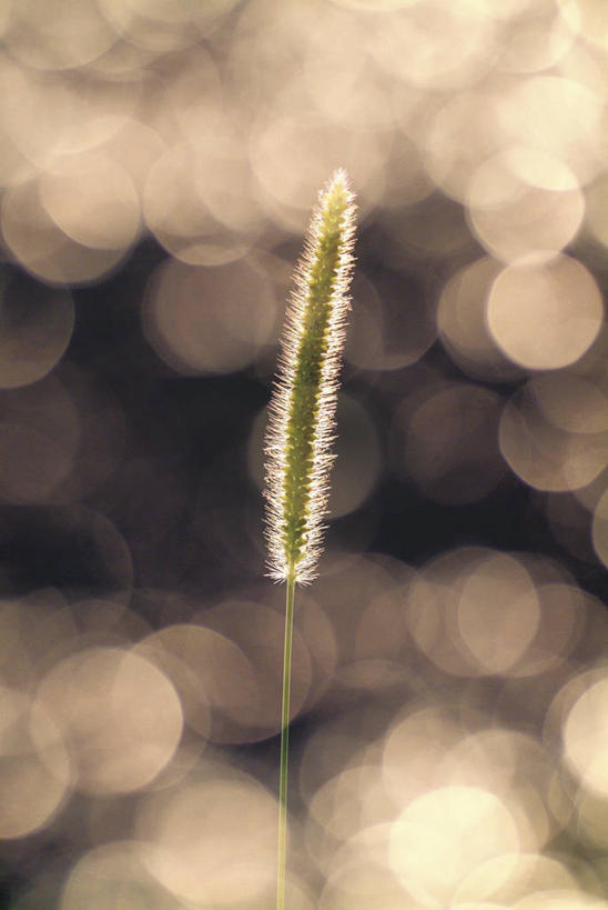 无人,竖图,室外,特写,白天,正面,美景,阴影,朦胧,模糊,光线,影子,景观,狗尾巴草,阳光,自然,狗尾草,景色,自然风光,绿狗尾草,谷莠子,彩图,毛毛草,宿田翁