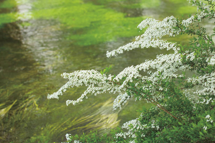 无人,横图,室外,白天,正面,花海,花圃,河流,美景,水,植物,绣线菊,叶子,阴影,波纹,朦胧,模糊,盛开,光线,影子,河水,景观,水流,青苔,苔藓,涟漪,花蕾,花,花瓣,花朵,花卉,鲜花,绿色,水纹,阳光,自然,波浪,花丛,花束,花田,花苞,花蕊,祈福,景色,自然风光,努力,水晕,蚂蝗梢,彩图