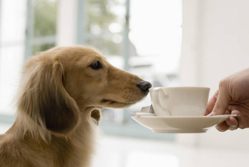 东方人,手,一个人,横图,室内,特写,白天,侧面,窗户,宠物,狗,杯子,餐具,亚洲,仅一个年轻女性,仅一个女性,仅一个人,握,阴影,朦胧,模糊,反射,腊肠犬,瓷器,碟子,盘,影子,墙,咖啡杯,陶瓷制品,迷你腊肠犬,注视,黄种人,腊肠狗,闻,玻璃窗,墙壁,墙面,一个,一只,白色,动物,盘子,碟,观察,看,手部,可爱,握着,单个,观看,单手,察看,嗅,关注,瓷杯,忠诚,迷你腊肠狗,年轻女性,女人,女性,亚洲人,犬,半身,彩图